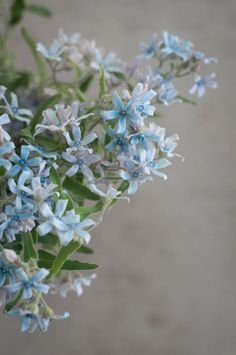 blue and white flowers are in a vase