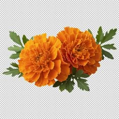 two orange flowers with green leaves on them, against a white background png clipart