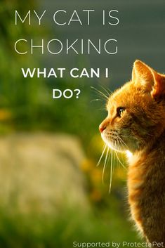 What to do when your cat chokes. Gifts For Cat Lovers, Dog Shop, 5 Gifts, Funny Cat Memes, Happy And Healthy, Kitten Cat, What Can I Do, Cat Life