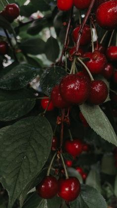 cherries hanging from a tree with green leaves and red berries on it's branches