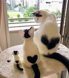 two black and white cats sitting on top of a table next to each other in front of a window