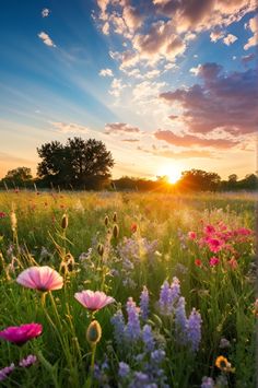 the sun is setting over a field full of flowers