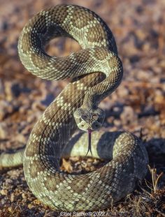 a large snake is curled up and ready to strike at the viewer with its mouth open