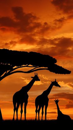 three giraffes are silhouetted against an orange sunset