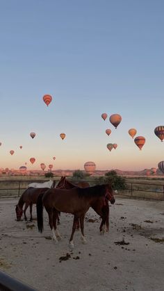 three horses are standing in the dirt near hot air balloons