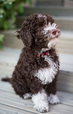 a small brown and white dog sitting on top of a wooden floor next to stairs