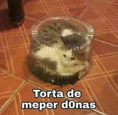 a cat sitting in a plastic container on the floor with words written below it that read torta de meper donas