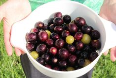 a person holding a white bowl filled with black and green olives on top of grass