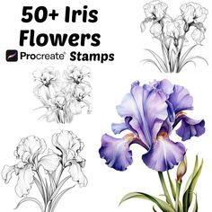 an image of some flowers that are in color and black and white with the words 50 + iris flowers procreate stamps