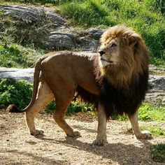 a large lion standing on top of a dirt road next to grass and rocks with trees in the background