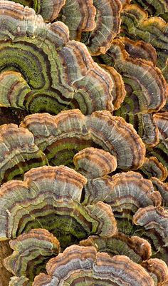 many different types of mushrooms growing on the side of a tree