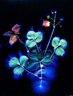 the flowers are blooming in the dark blue light on the surface, and it is hard to tell what color they are