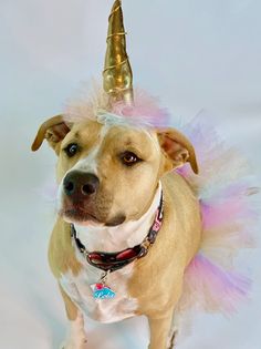 a dog wearing a pink and gold unicorn hat