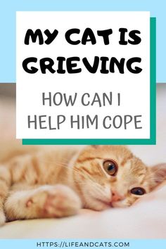 The death of a family member affects everyoneWe all grieveincluding our catsHere's how to recognize mourning and ways you can help your grieving cat. Cat Cpr, Cat Behaviour, Her Loss, Cat Advice, Cat Tips, How To Cat, Coping With Loss, Cats Stuff, Tom Cat