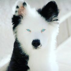 a black and white dog with blue eyes