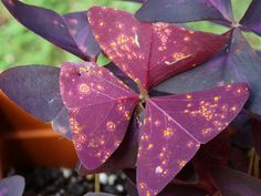 purple leaves with yellow speckles on them in a potted plant next to grass