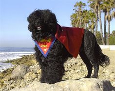 a black dog wearing a red cape and standing on rocks near the ocean with palm trees in the background