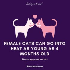 two cats that are touching each other with the words female cats can go into heat as young as 4 months old please, spray and neuter