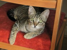 a cat laying on top of a red chair