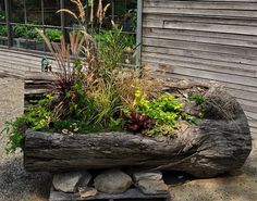 a log with plants growing out of it sitting in the middle of a yard next to a building