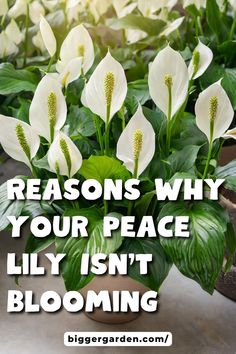 a potted plant with white flowers in it and the words, reasons why your peace lily isn't blooming