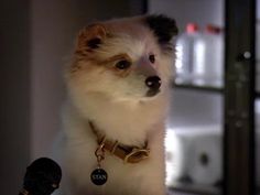 a small dog sitting on top of a table next to a bottle and a microphone