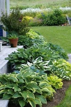 some green plants are growing on the side of a house in front of a lawn