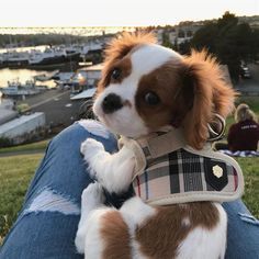 a small brown and white dog sitting on top of someone's leg wearing a harness