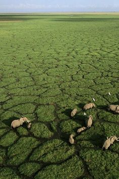 elephants are walking through the grass in an open area with blue sky and green ground