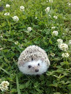 a small hedge sitting in the middle of some green grass and white clover flowers, looking up at the camera