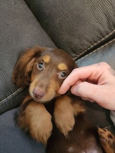 a person is petting a puppy on the couch