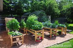 an outdoor garden with various vegetables and plants