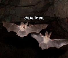 three bats flying in the air with caption that reads date idea