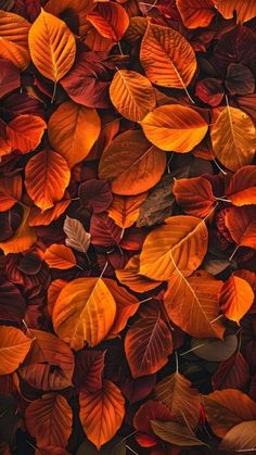 many different colored leaves are arranged together on the ground in this image, there is an orange and red color scheme