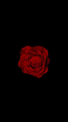 a single red rose on a black background