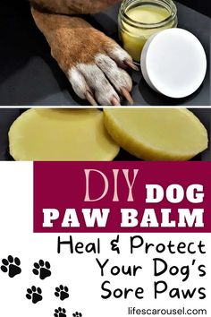 a dog paw with its paw on top of it and the words diy dog paw balm next to it