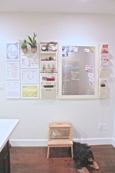 a dog is sitting on the floor in front of a wall with pictures and posters