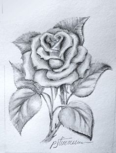 a pencil drawing of a rose with leaves