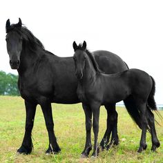 two black horses standing next to each other in a field