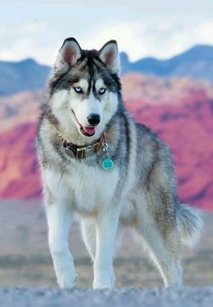 a husky dog with blue eyes standing in front of mountains