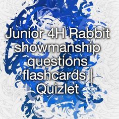 the words junior 4h rabbit showmanship questions flashcards quizlet on a white background