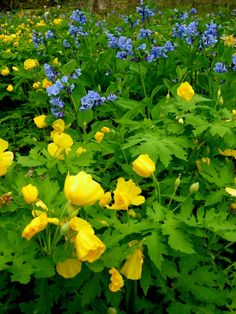 yellow and blue flowers are growing in the grass