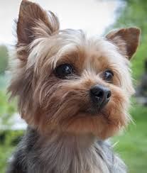 a small brown dog sitting on top of a lush green field