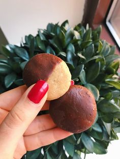 a hand holding two chocolate covered donuts next to a potted plant with green leaves