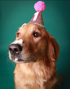 a dog wearing a party hat with a pom - pom on it's head