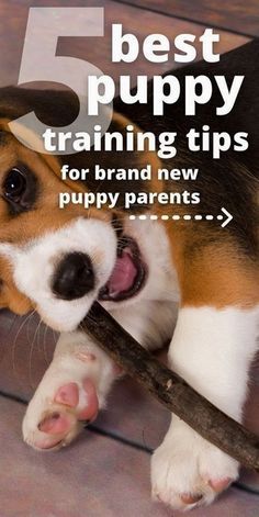 a dog holding a stick in its mouth with the title 5 best puppy training tips for brand new puppy parents