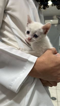 a person holding a small white kitten in their arms