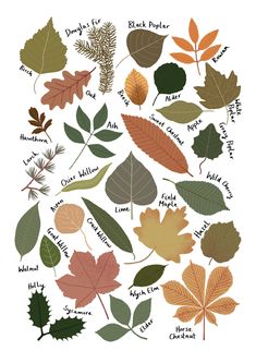 an image of various leaves on a white background with words written in english and spanish