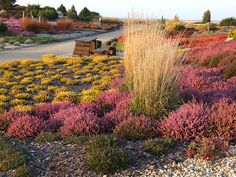 colorful plants and shrubs in the middle of a graveled area next to a road