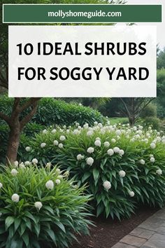 the top 10 ideal shrubs for soggy yard in front of some trees and bushes